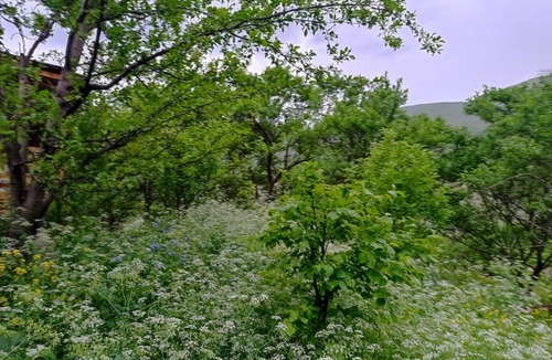 T'ba Bed & Breakfast | მესხთა