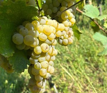 Imereti House | Baias Wine