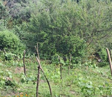 Sighnaghi House | Green House მწვანე სახლი