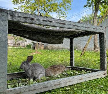 Martivili House | Guest House Sveta