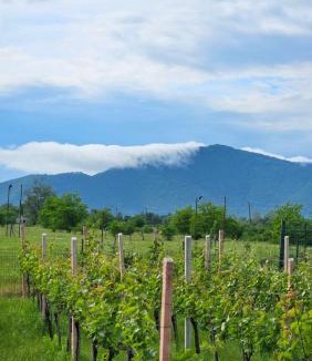 Kvareli Villa | Villa Lazarina Vineyard Views