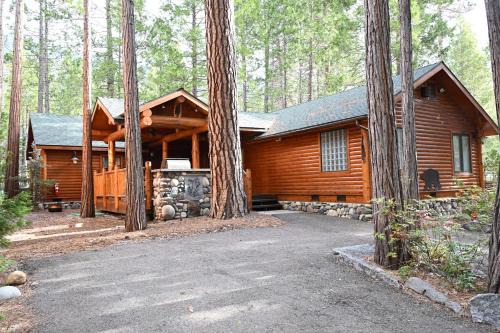 Grizzly Giant in Wawona