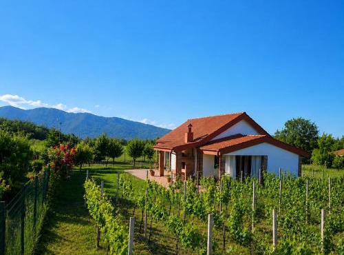 Villa Lazarina Vineyard Views