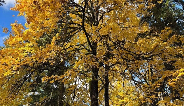 Whispering Pines Farmhouse in Redmond
