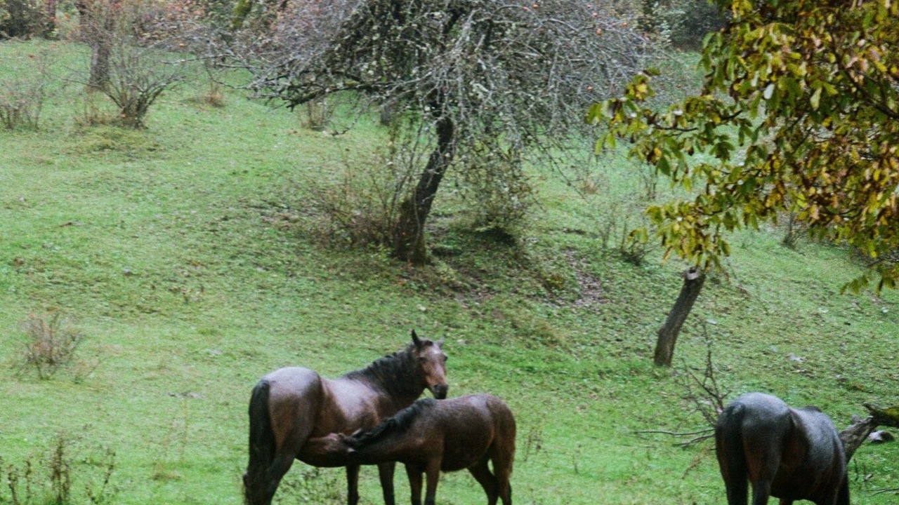 Photo of Outdoor in Ambrolauri