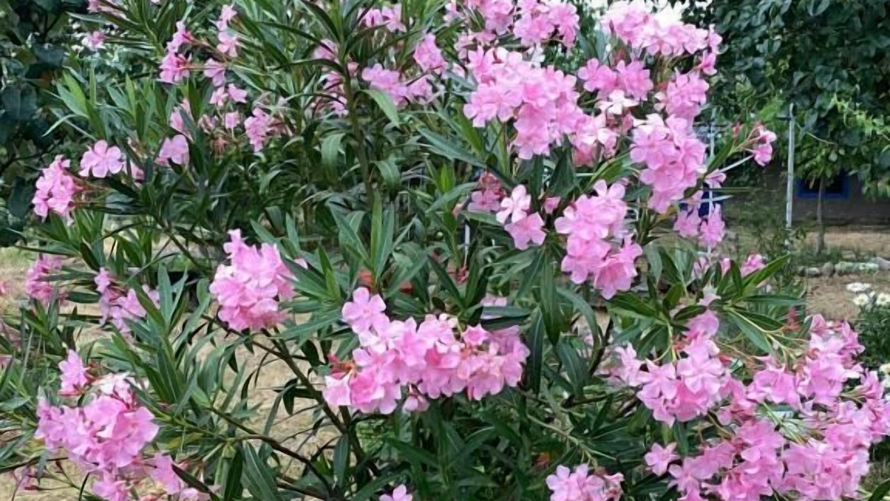 Photo of Outdoor in Tsinandali