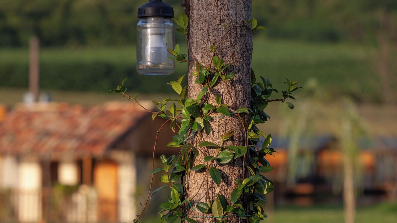 Photo of Outdoor in Telavi