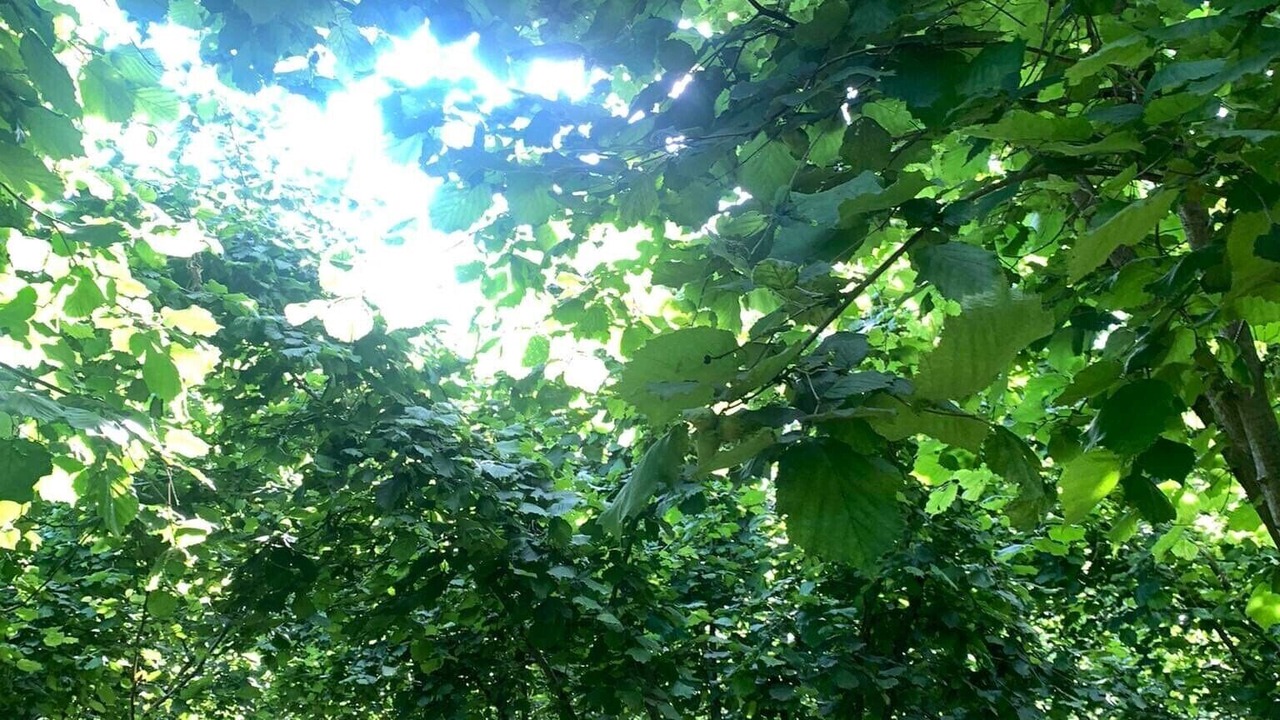 Photo of Outdoor in Zeda Gordi