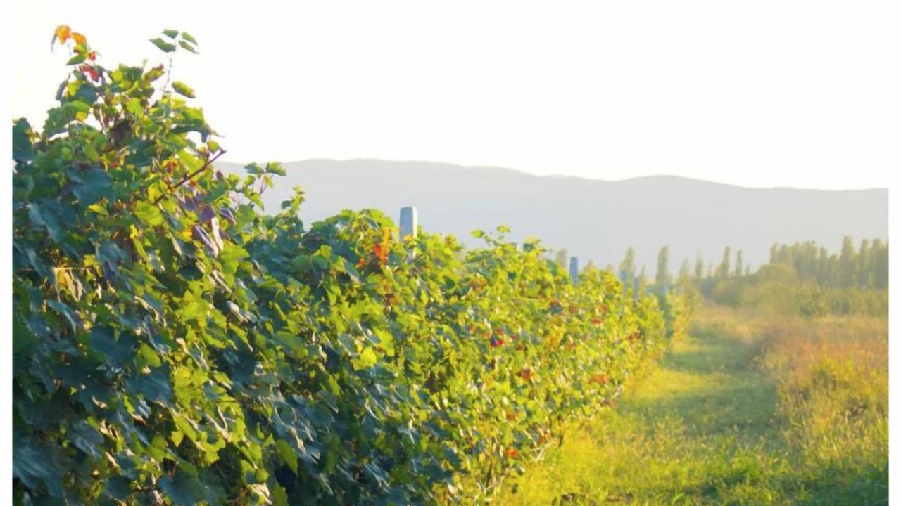 Photo of Outdoor in Kvemo Alvani