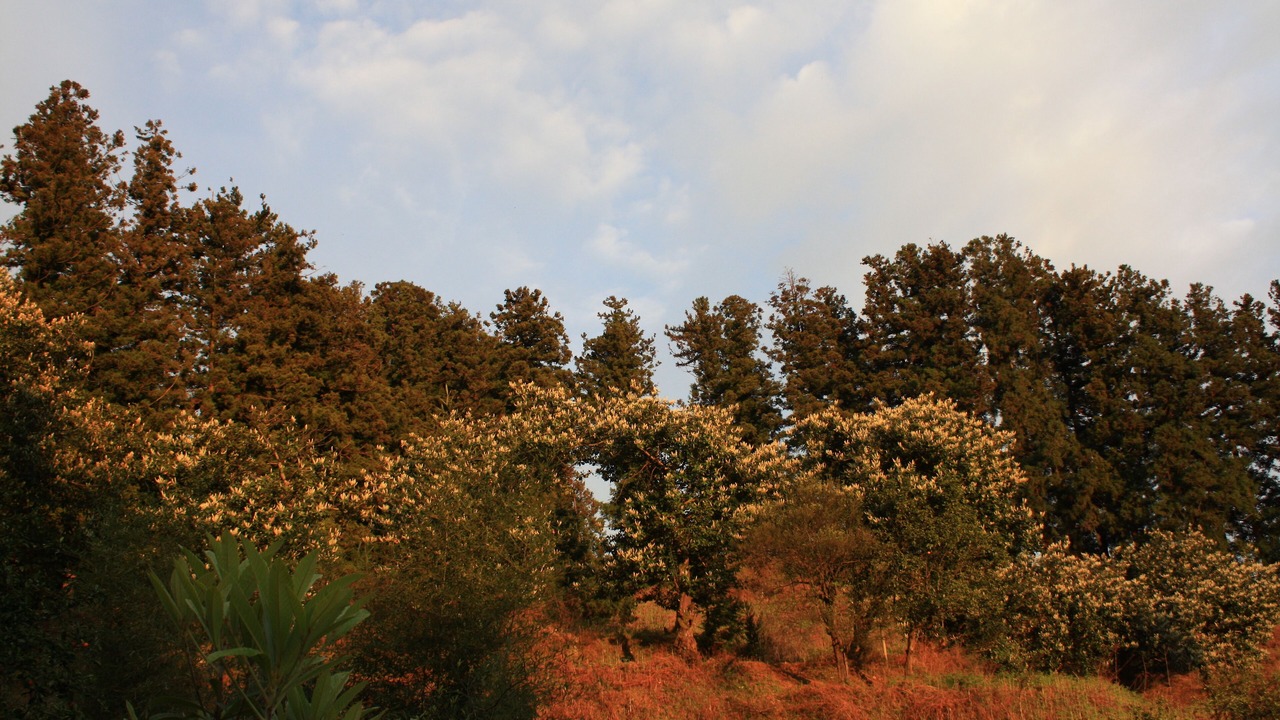 Photo of Outdoor in Chaisubani