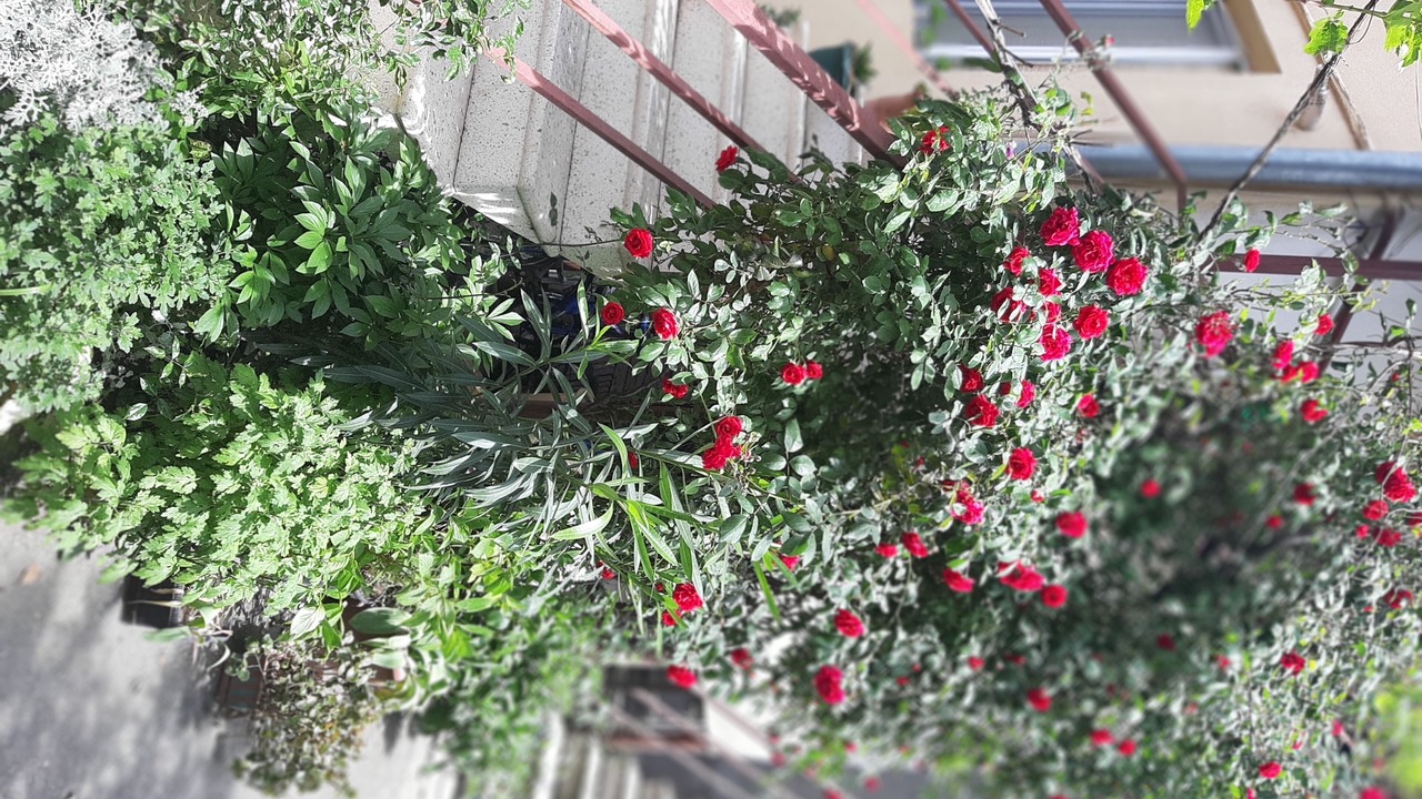 Photo of Outdoor in Didube