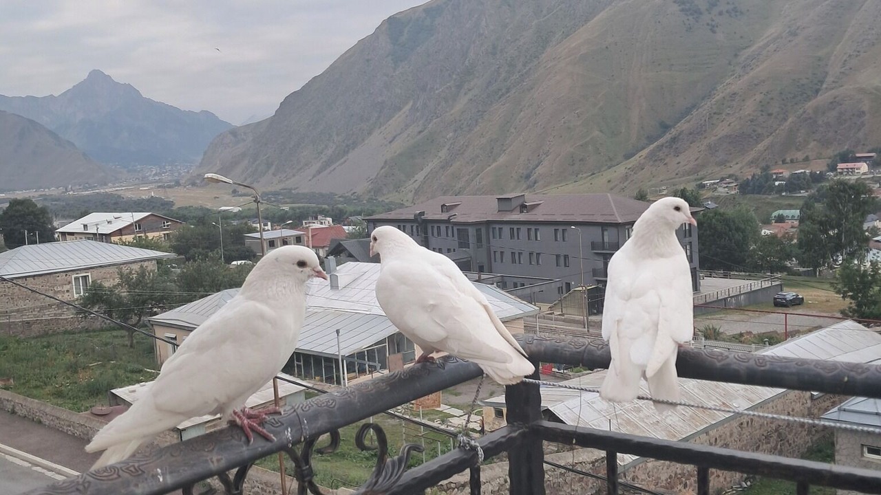 Photo of Outdoor in Stepantsminda