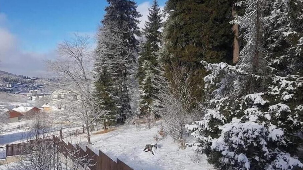 Photo of Outdoor in Bakuriani