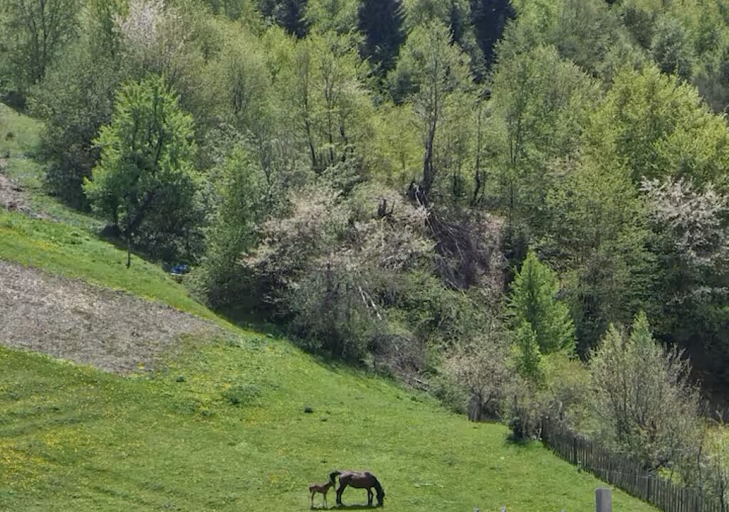 Photo of Others in Mestia