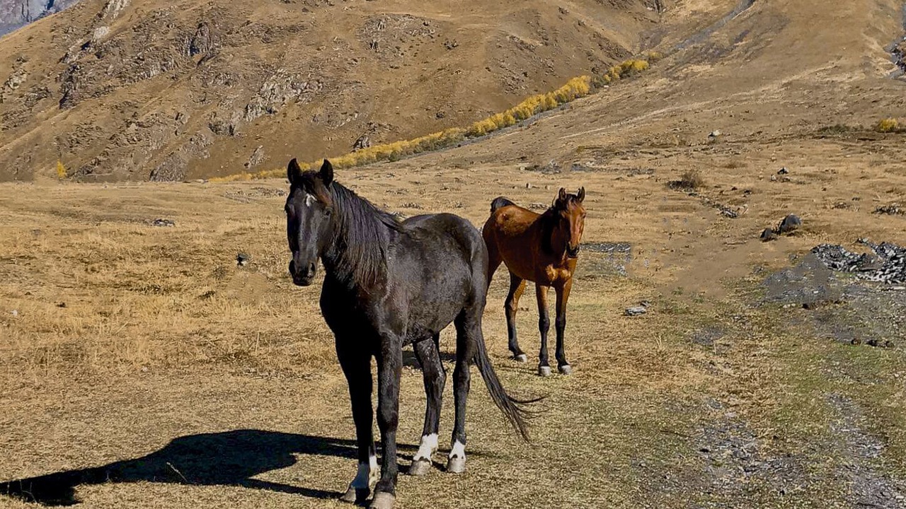 Photo of Outdoor in Stepantsminda