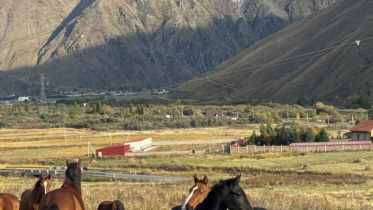 Photo of Others in Kazbegi