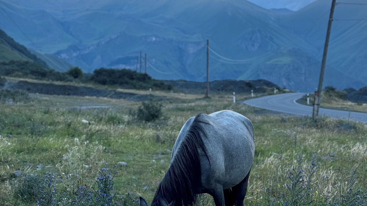 Photo of Others in Kazbegi