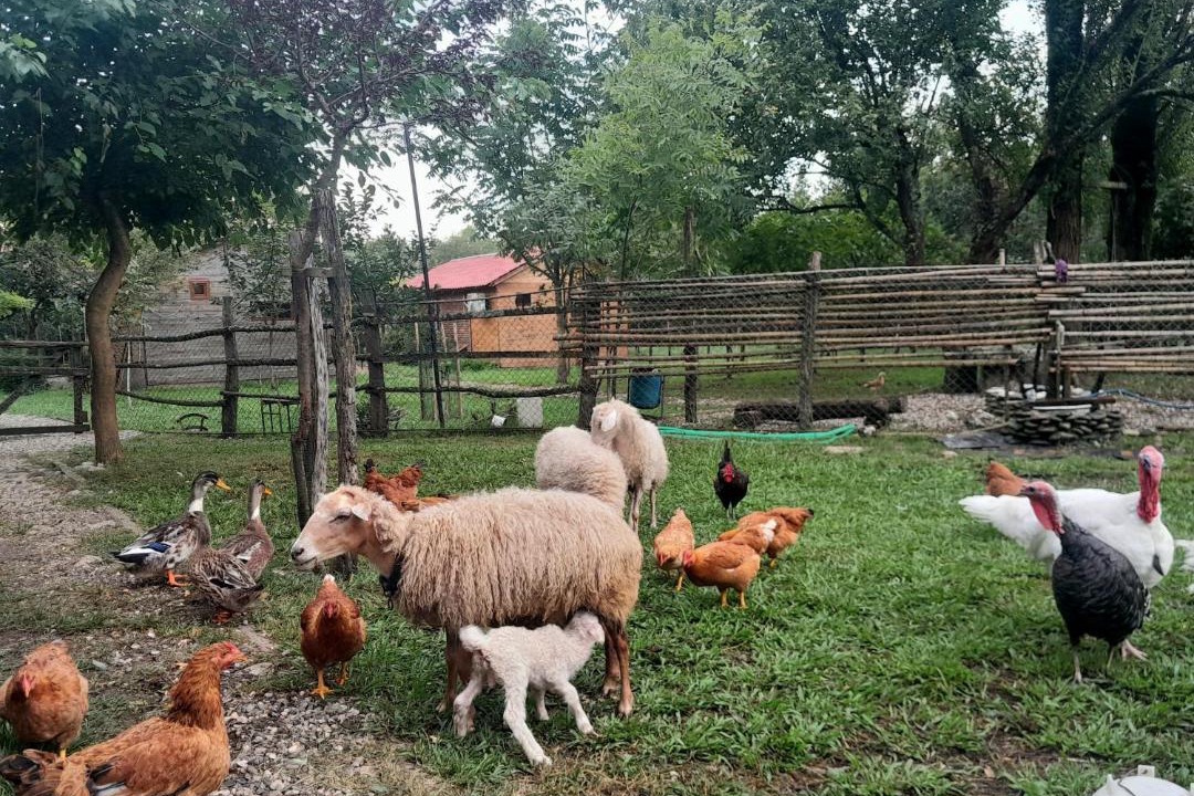 Photo of Others in Salkhino
