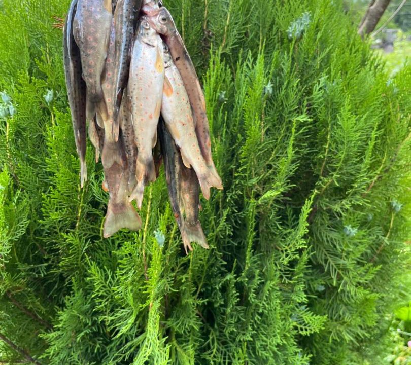 Photo of Outdoor in Mestia