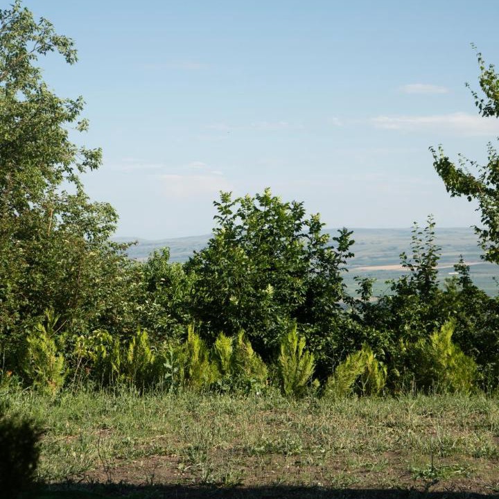 Photo of Others in Vedzebi
