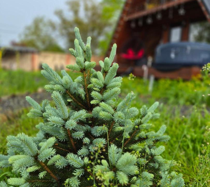 Photo of Outdoor in Vedzebi