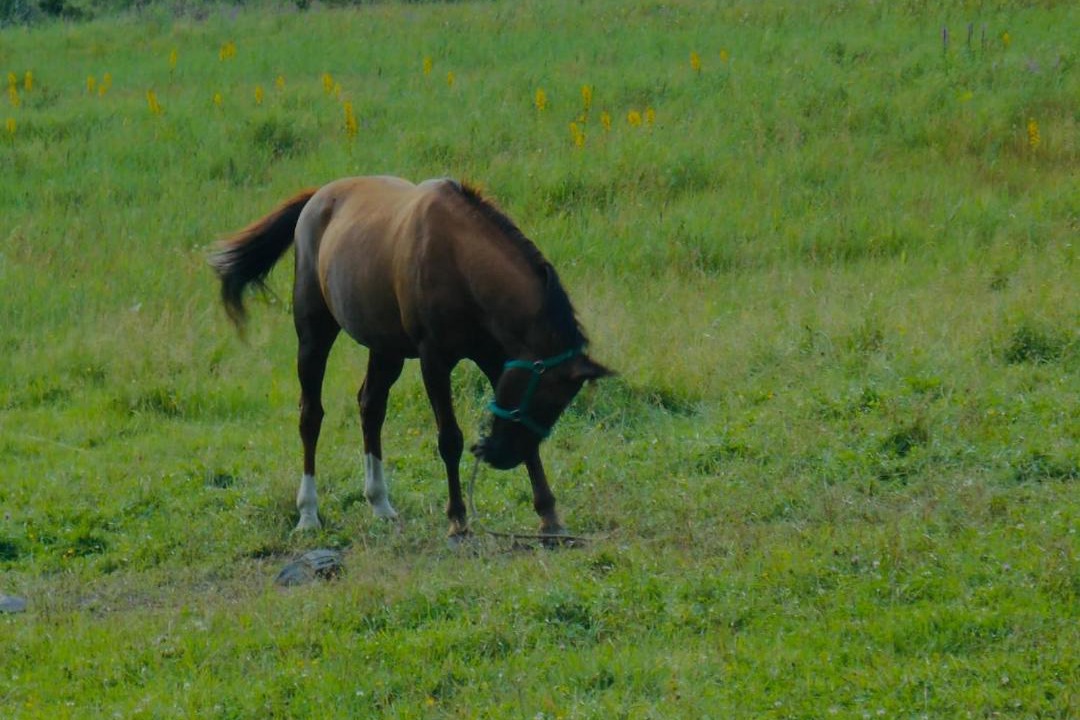 Photo of Others in Stepantsminda