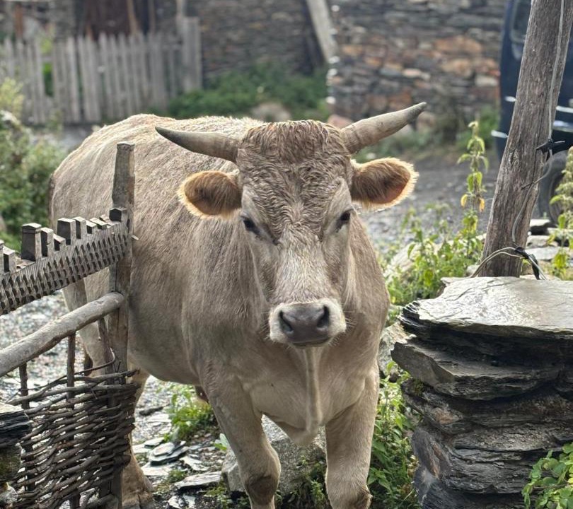 Photo of Others in Ushguli