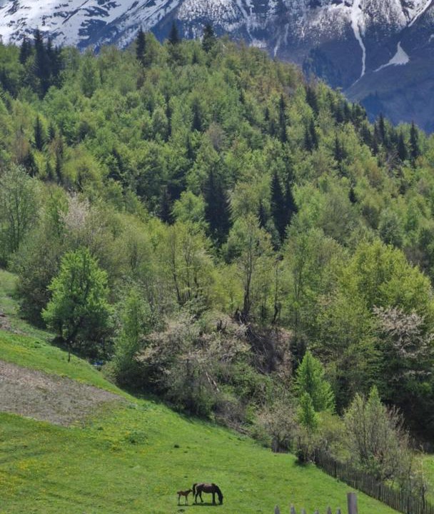 Photo of Others in Mestia