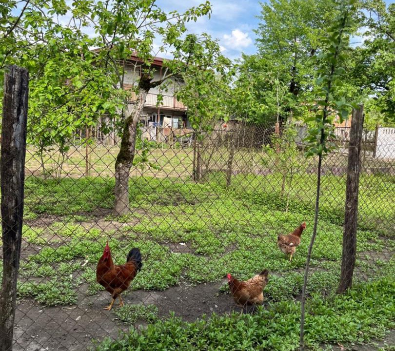 Photo of Others in Martivili