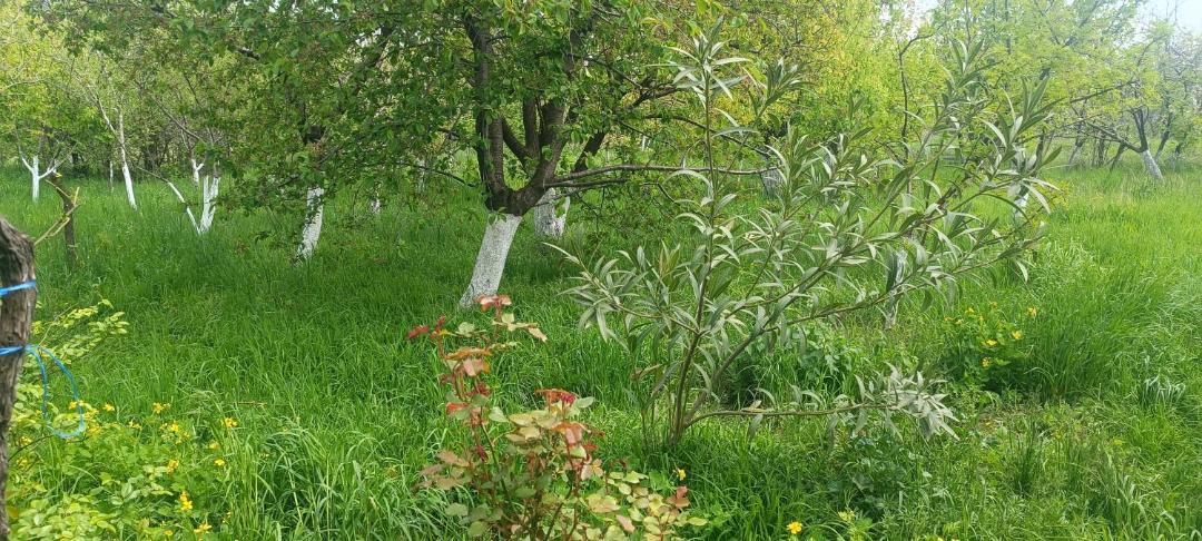 Photo of Outdoor in Vedzebi