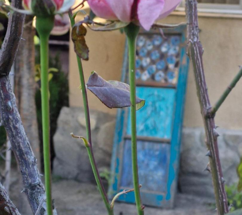 Photo of Others in Telavi