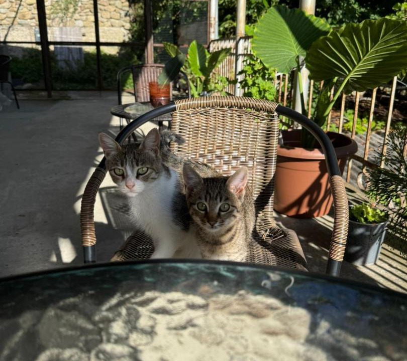 Photo of Others in Sighnaghi