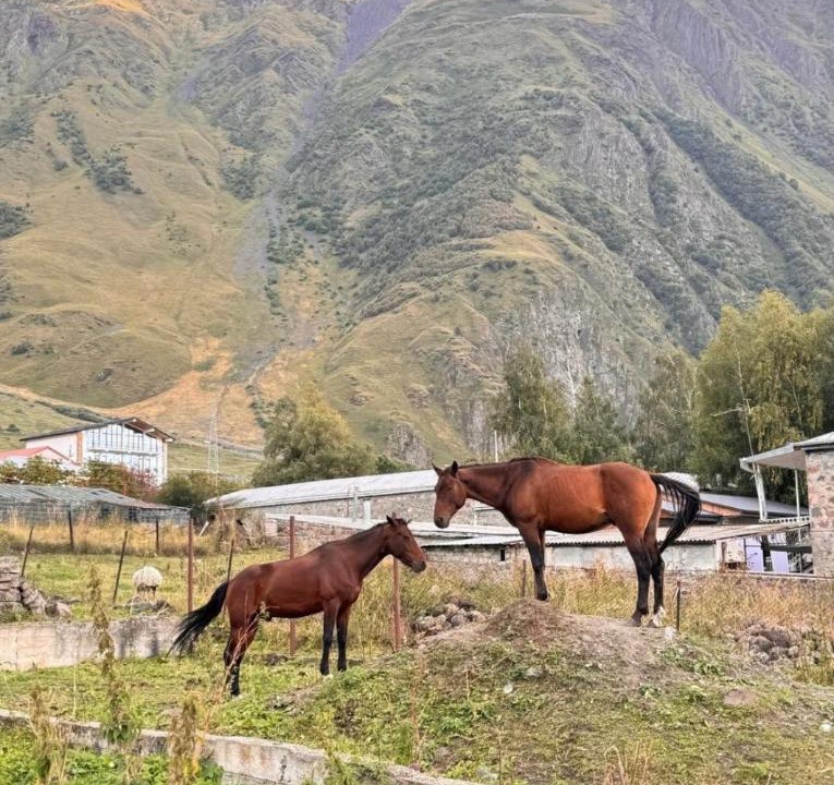 Photo of Others in Stepantsminda