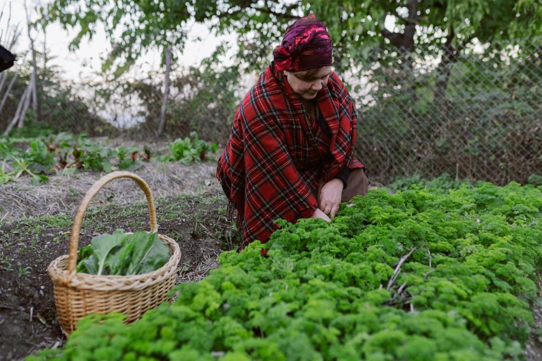 Photo of Others in Sighnaghi