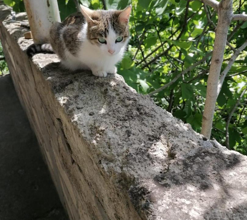 Photo of Others in Sighnaghi
