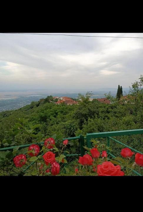 Photo of Others in Sighnaghi