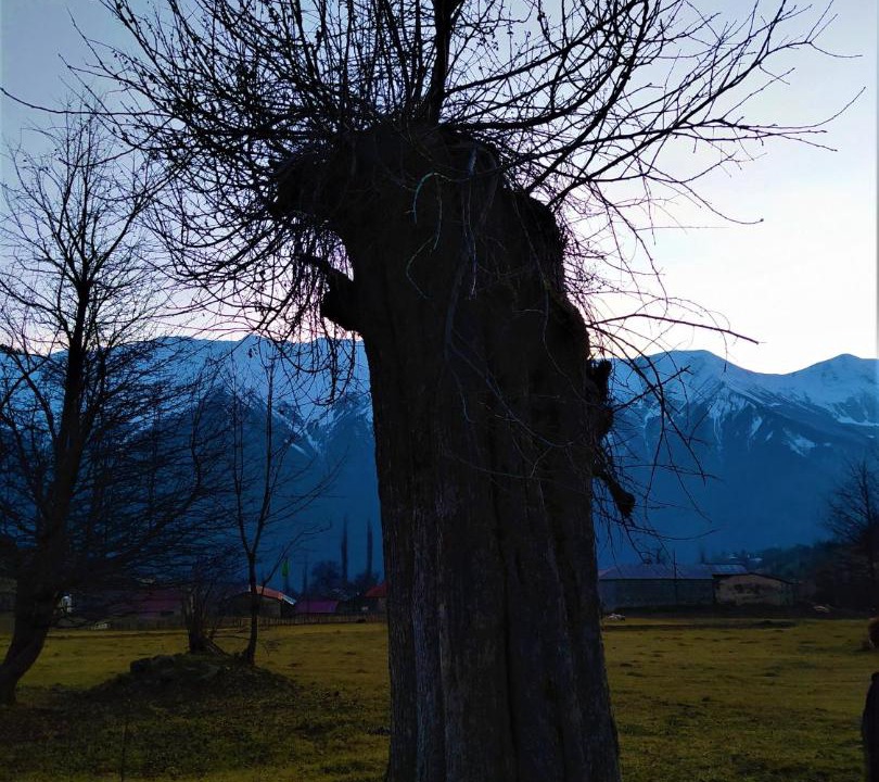 Photo of Others in Mestia