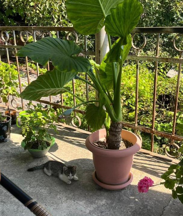 Photo of Patio Balcony in Sighnaghi