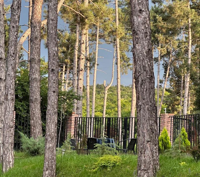 Photo of Others in Telavi