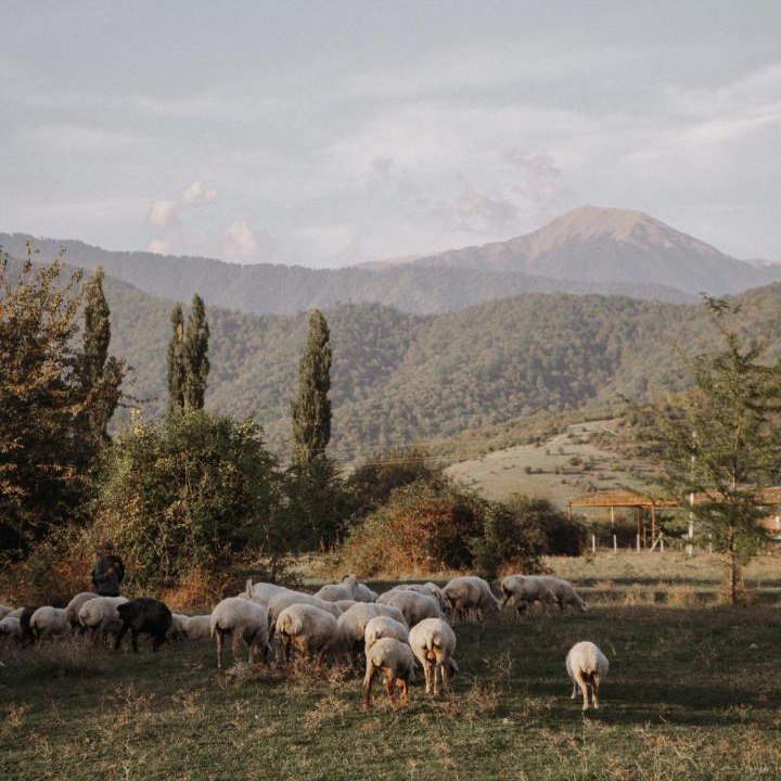Photo of Others in Lagodekhi