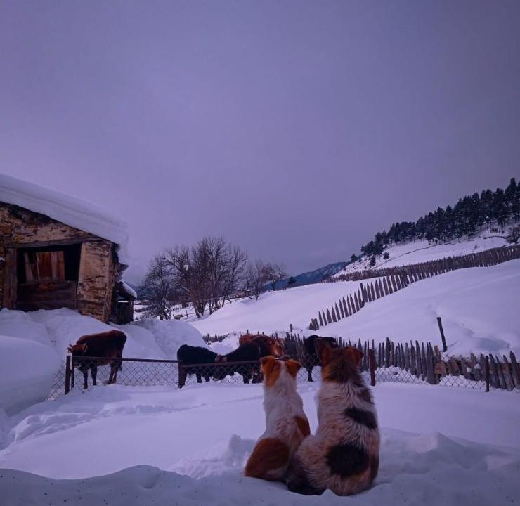 Photo of Others in Tsvirmi