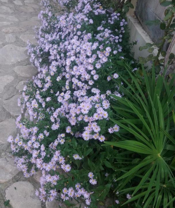 Photo of Others in Sighnaghi