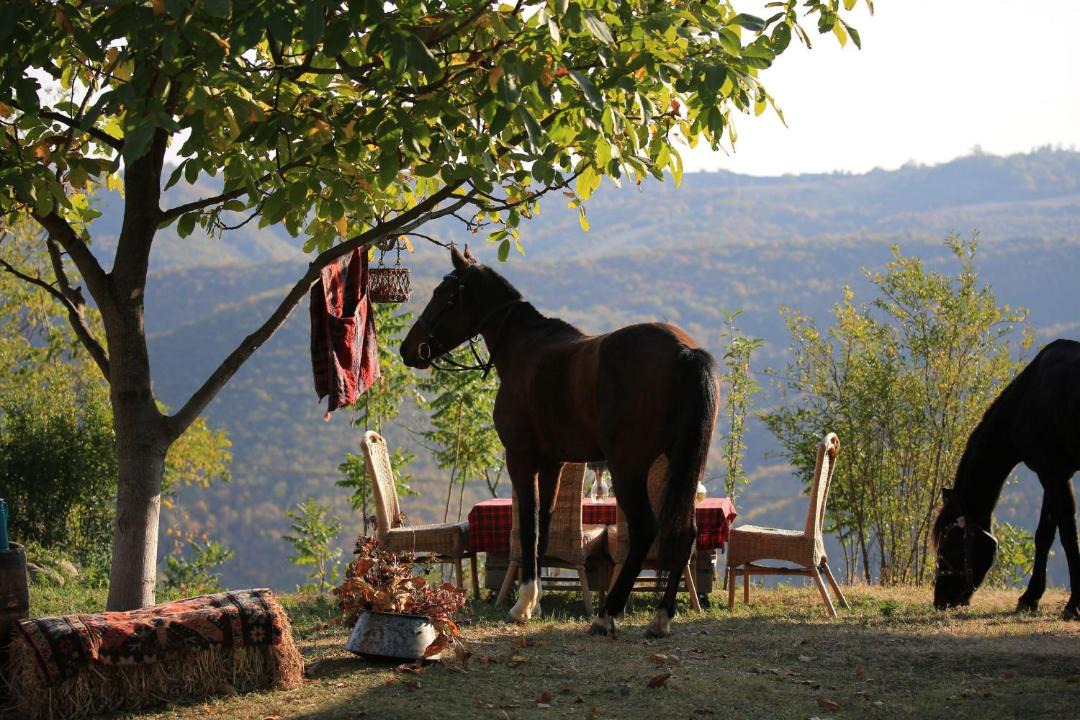 Photo of Others in Sighnaghi