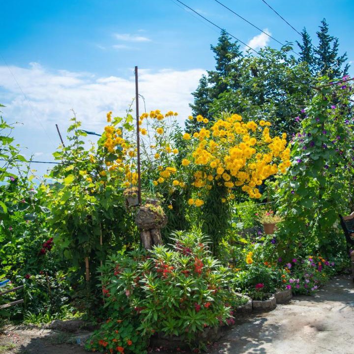 Photo of Others in Sighnaghi