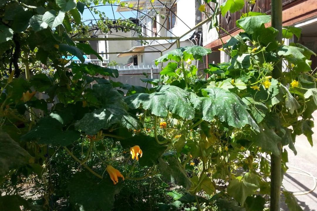 Photo of Buildings in Borjomi