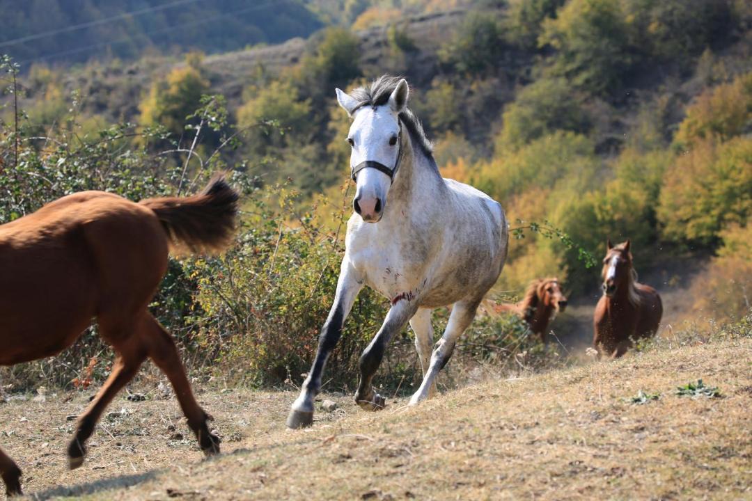 Photo of Others in Sighnaghi