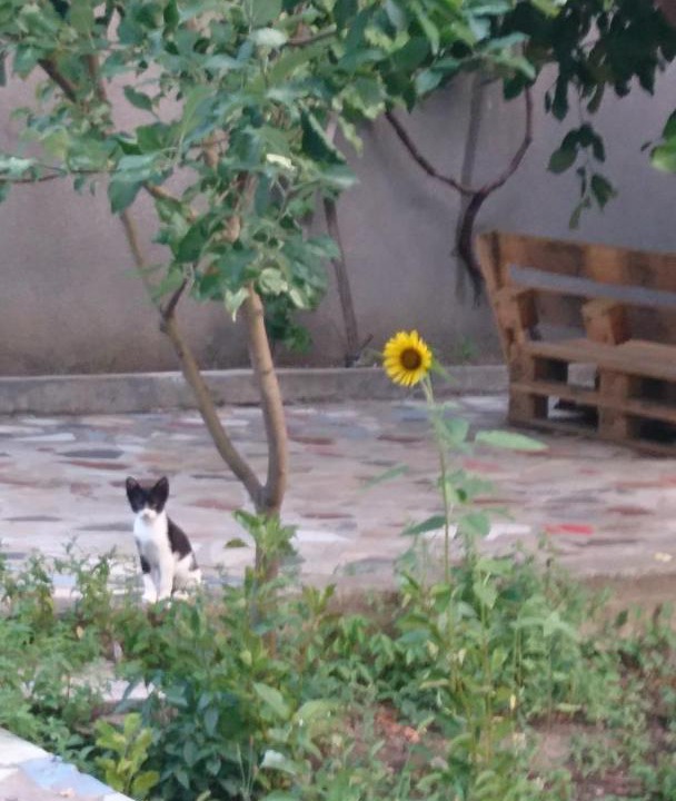 Photo of Others in Tbilisi