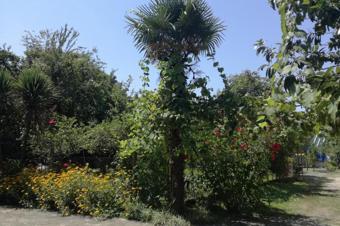 Photo of Outdoor in Makhinjauri