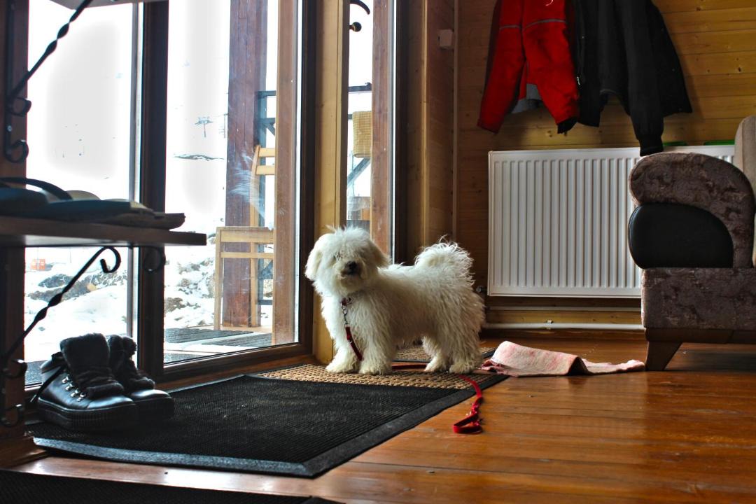 Photo of Others in Kazbegi
