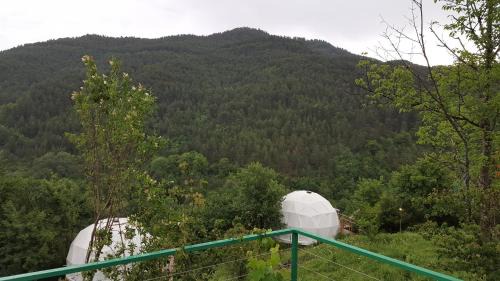 Tent Jungle